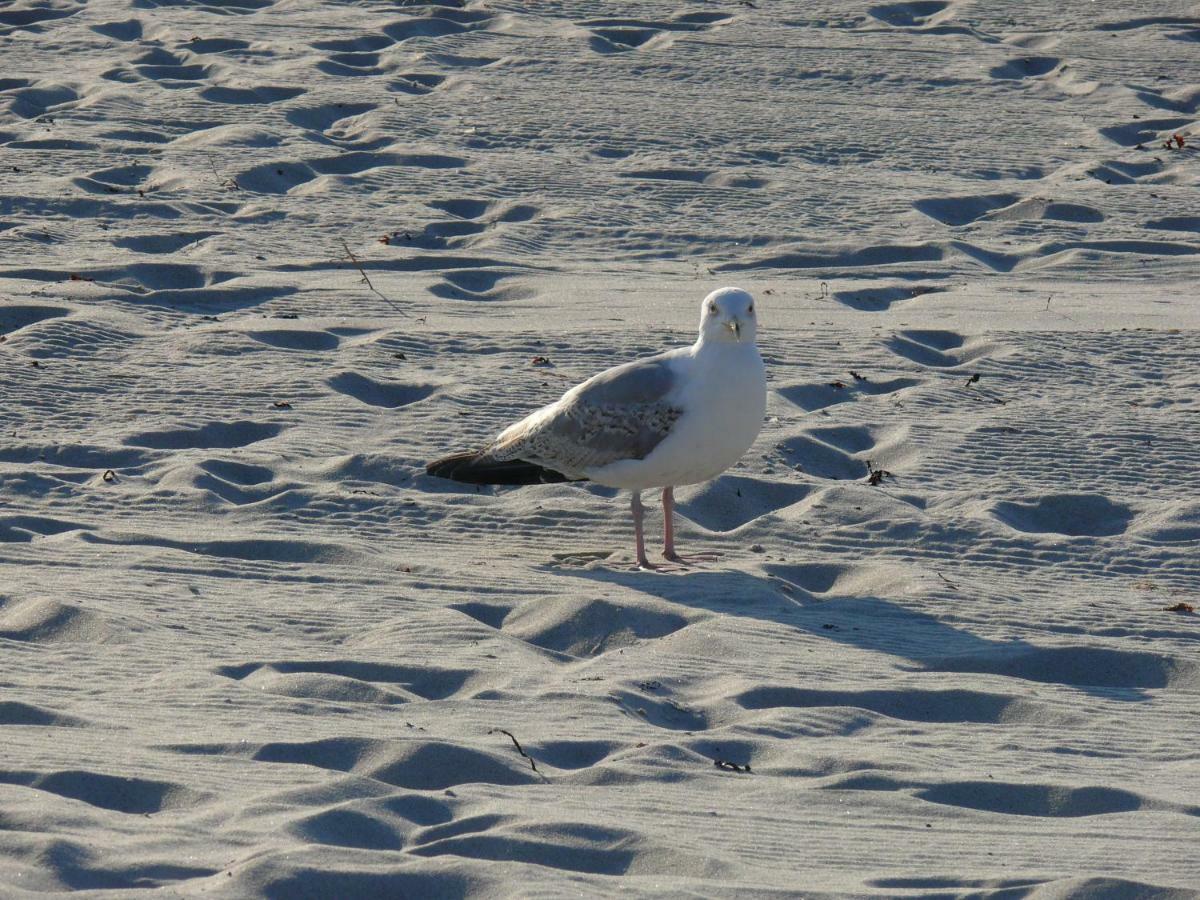 Am Ostseestrand Zingst Eksteriør bilde